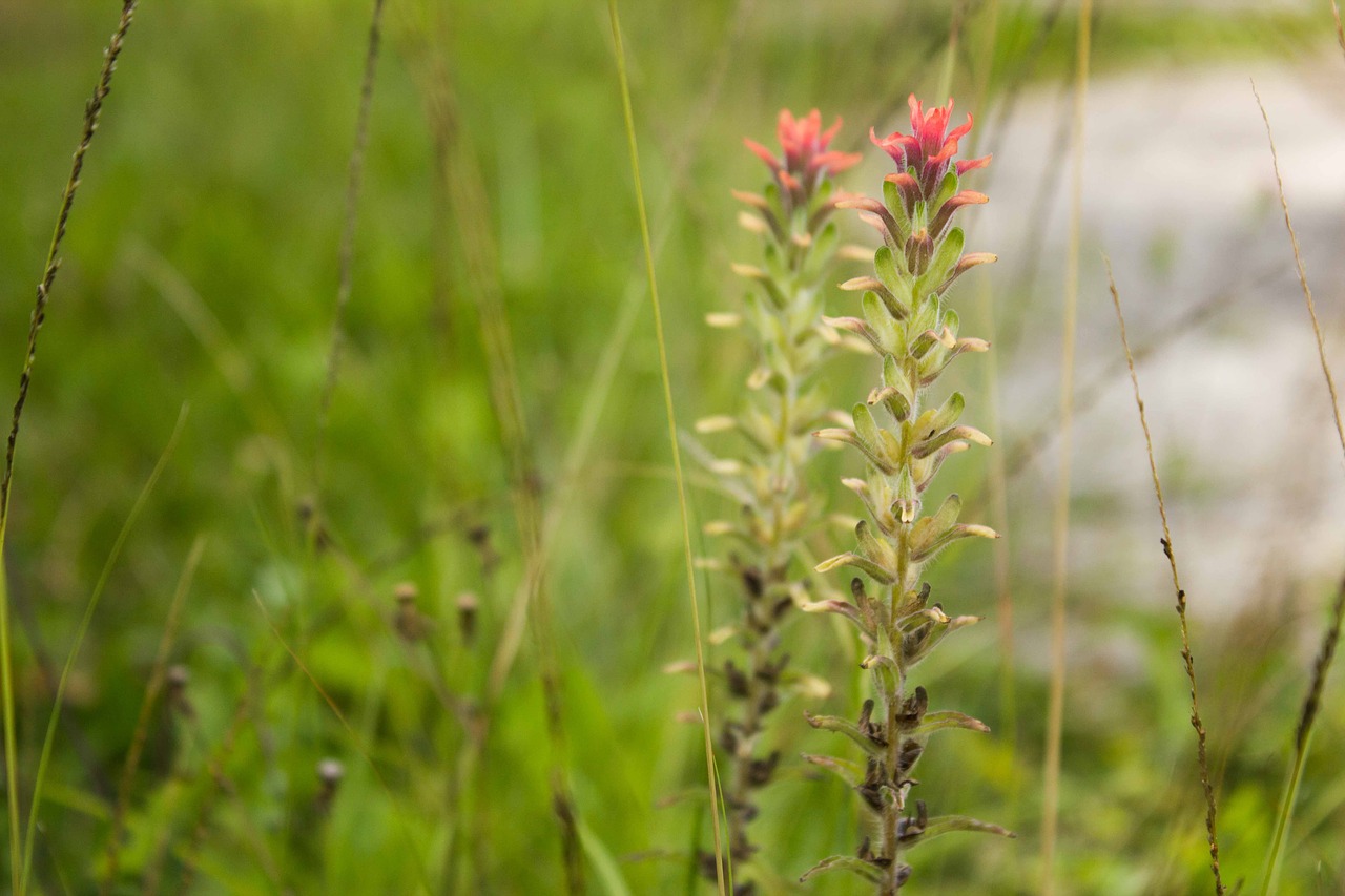 flowers nature green free photo