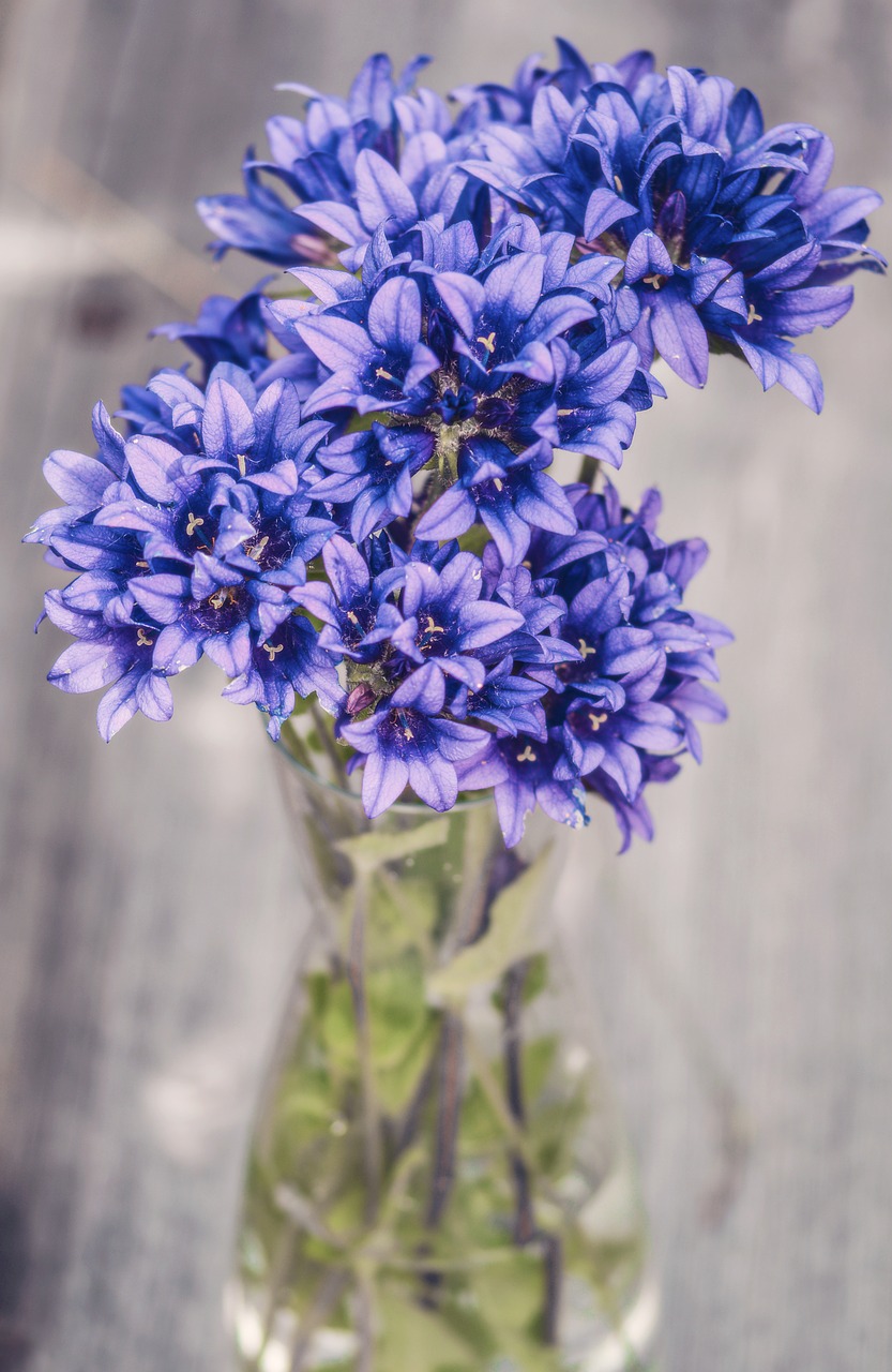 flowers purple blue free photo