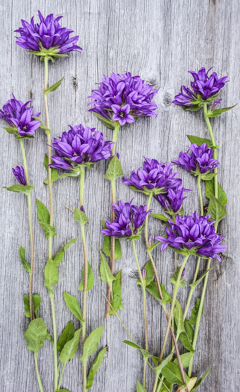 flowers purple wood free photo