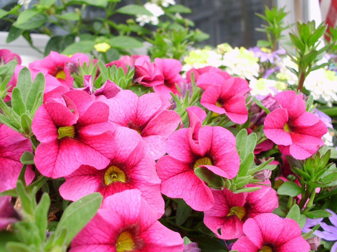 flowers pink petunias free photo