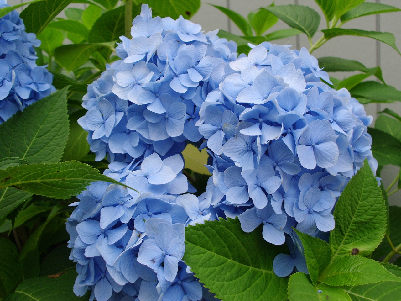 flowers hydrangeas blue free photo