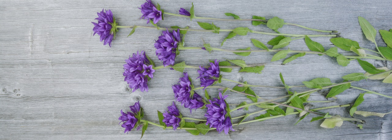 flowers purple wood free photo