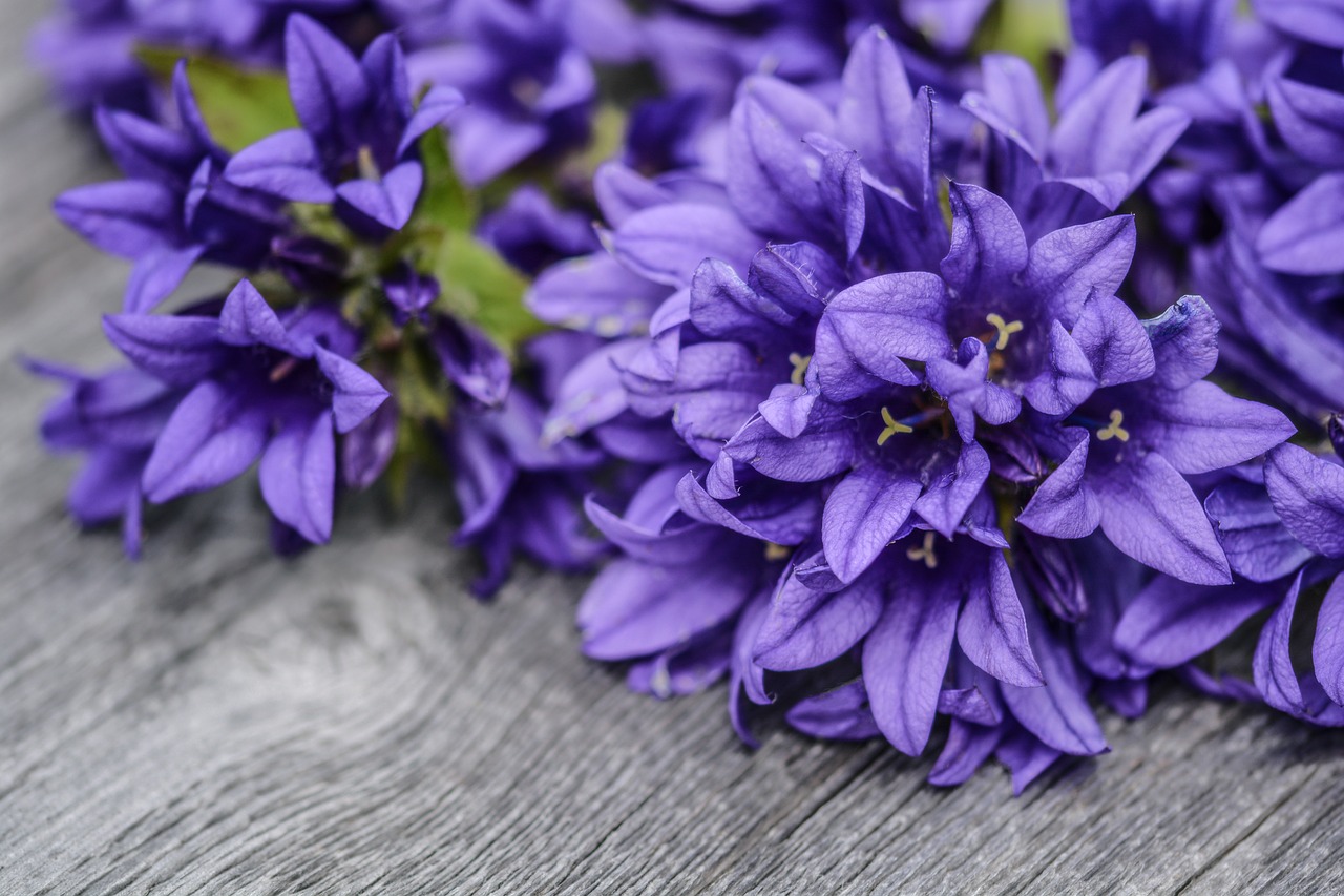 flowers purple wood free photo