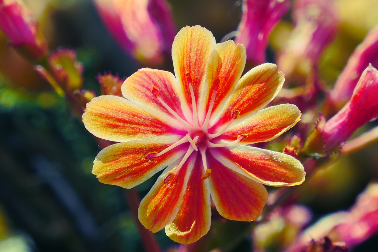 flowers nature orange free photo