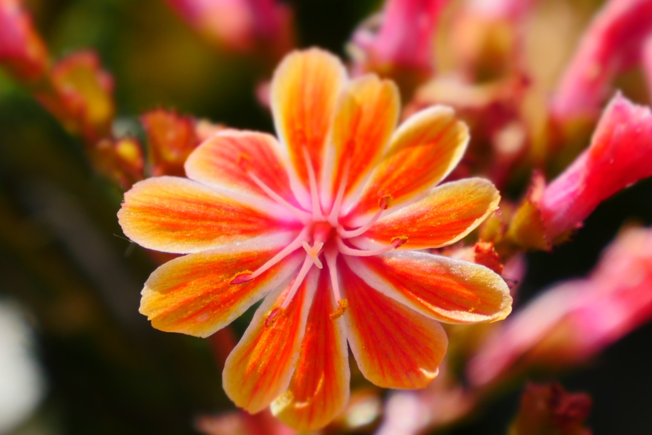 flowers nature orange free photo