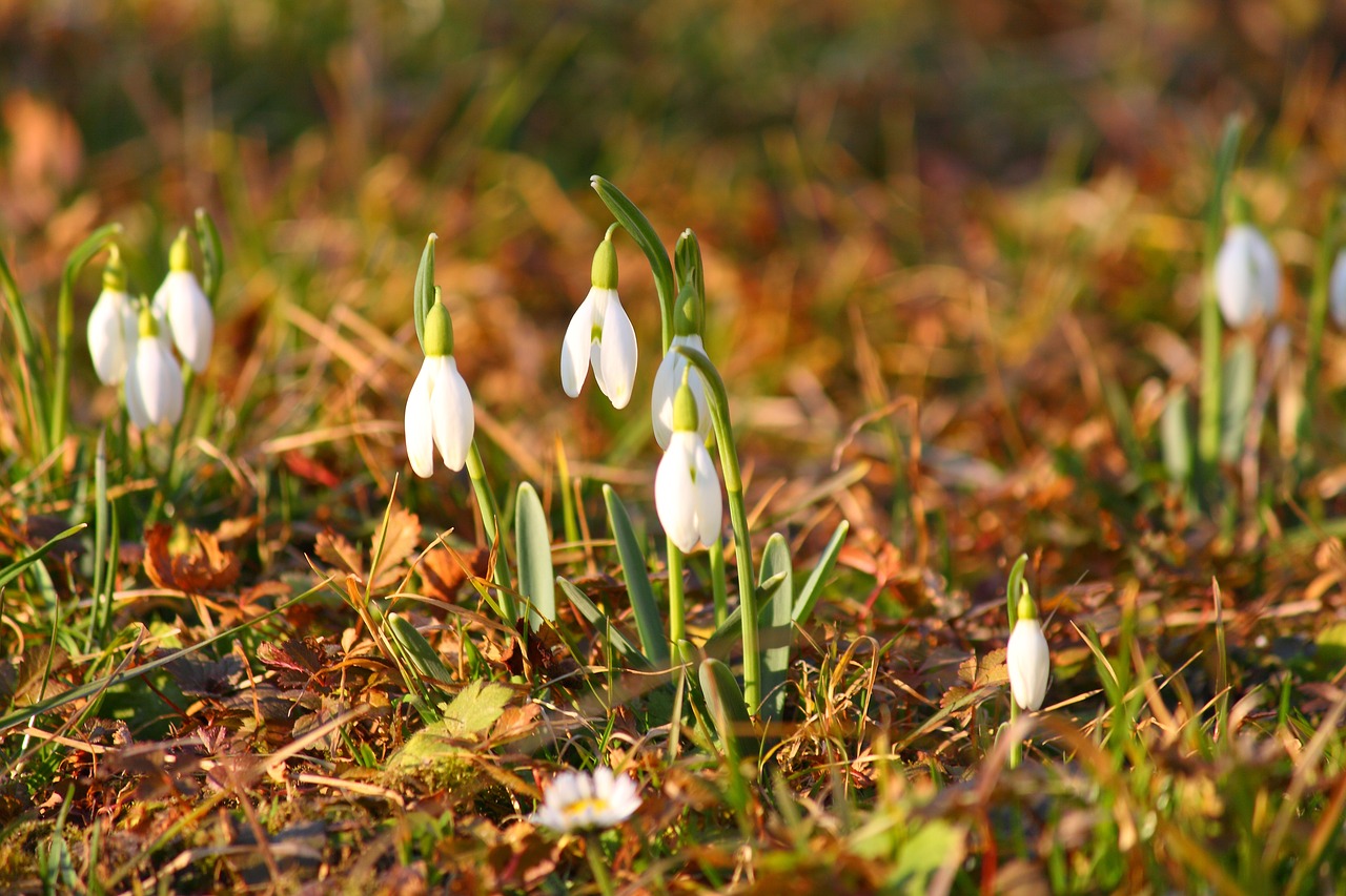 flowers snowdrops spring free photo