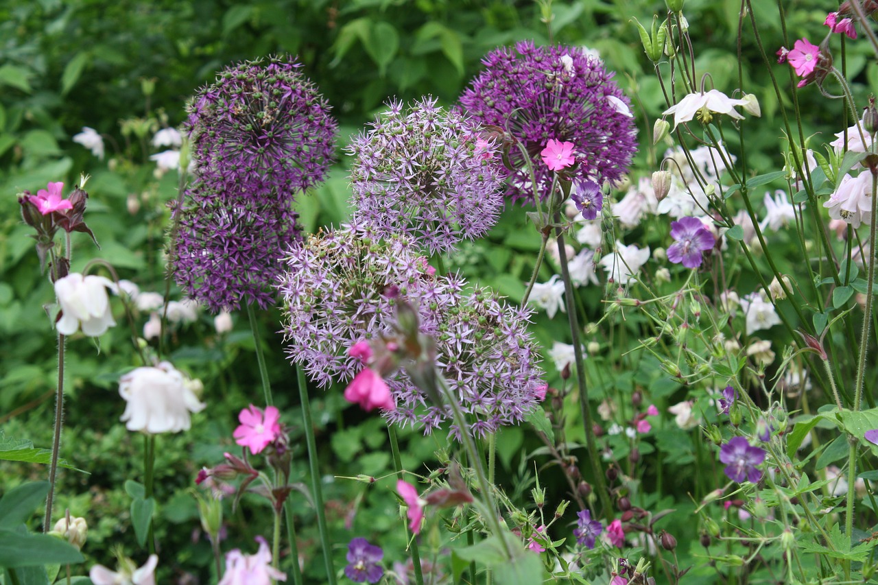 flowers floral alliums free photo