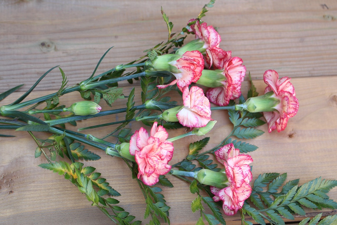 flowers pink gożdziki free photo