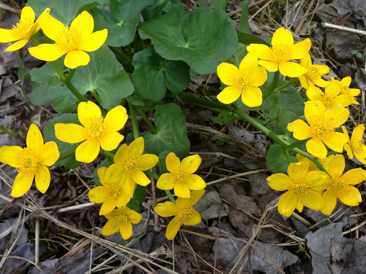 flowers forest woods free photo