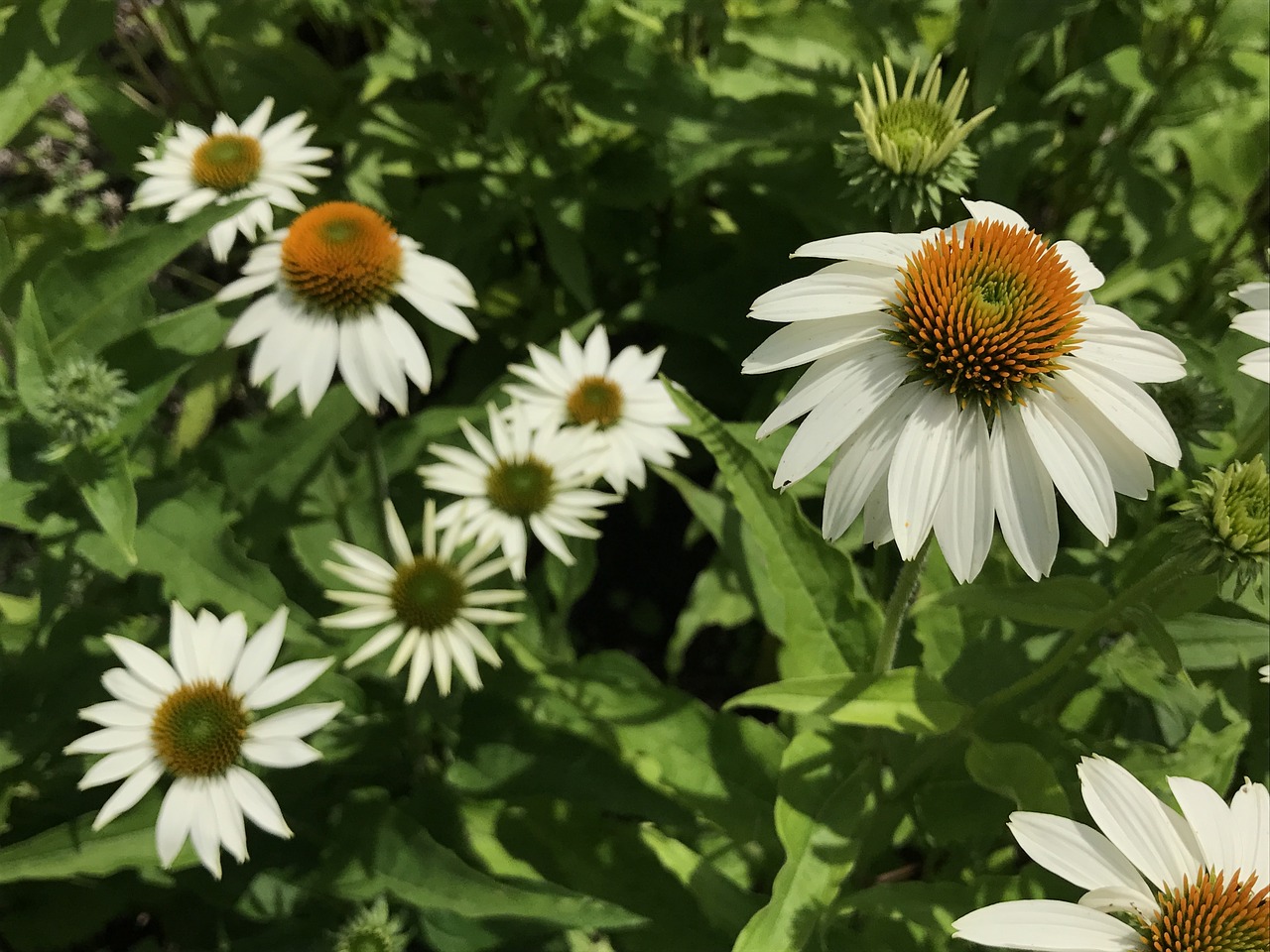 flowers summer white free photo