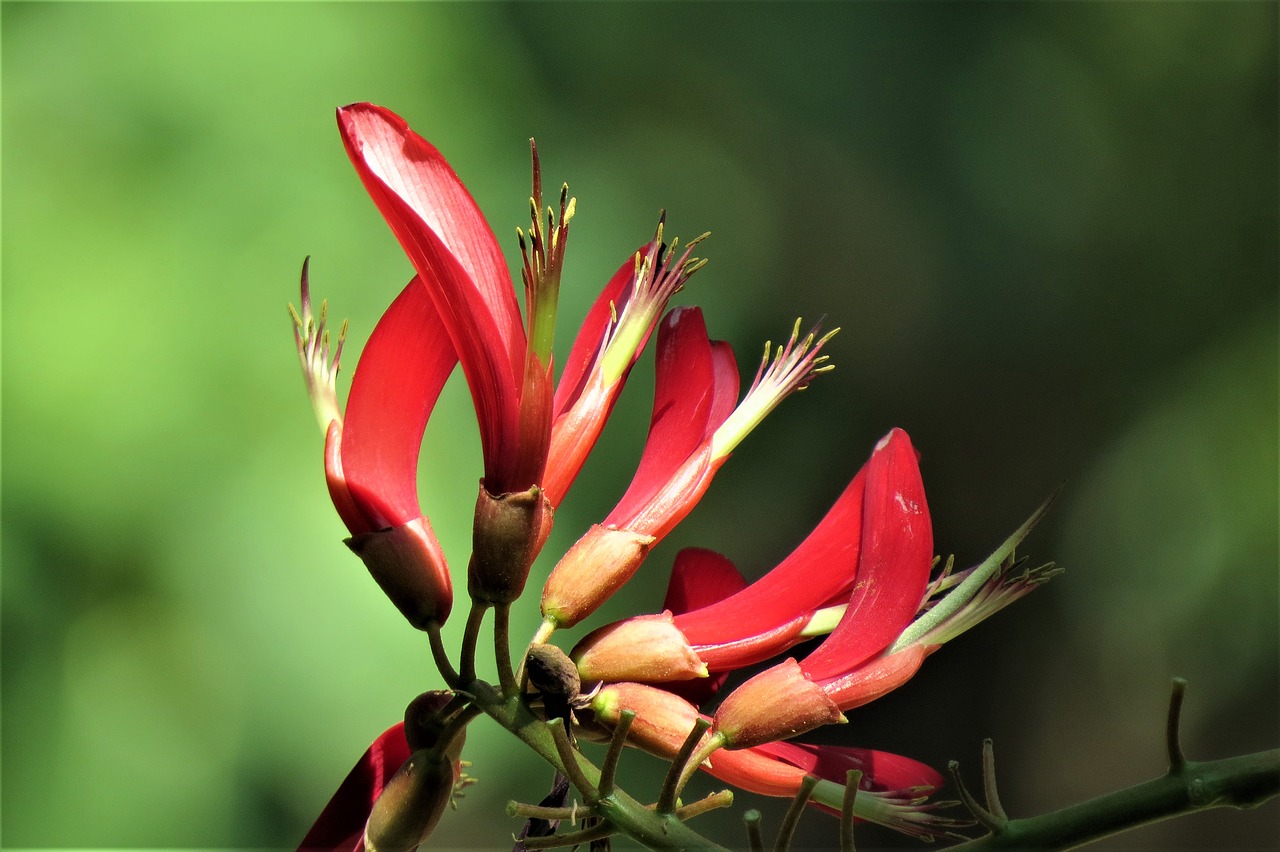 flowers red green free photo