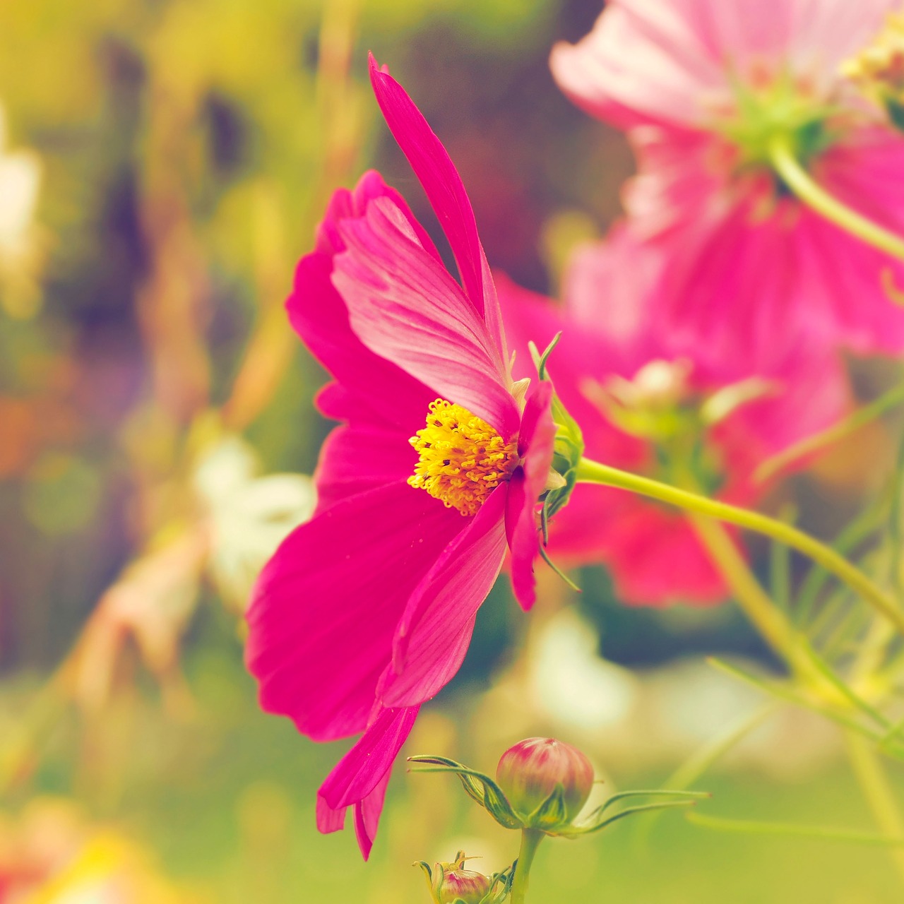 flowers cosmos garden free photo