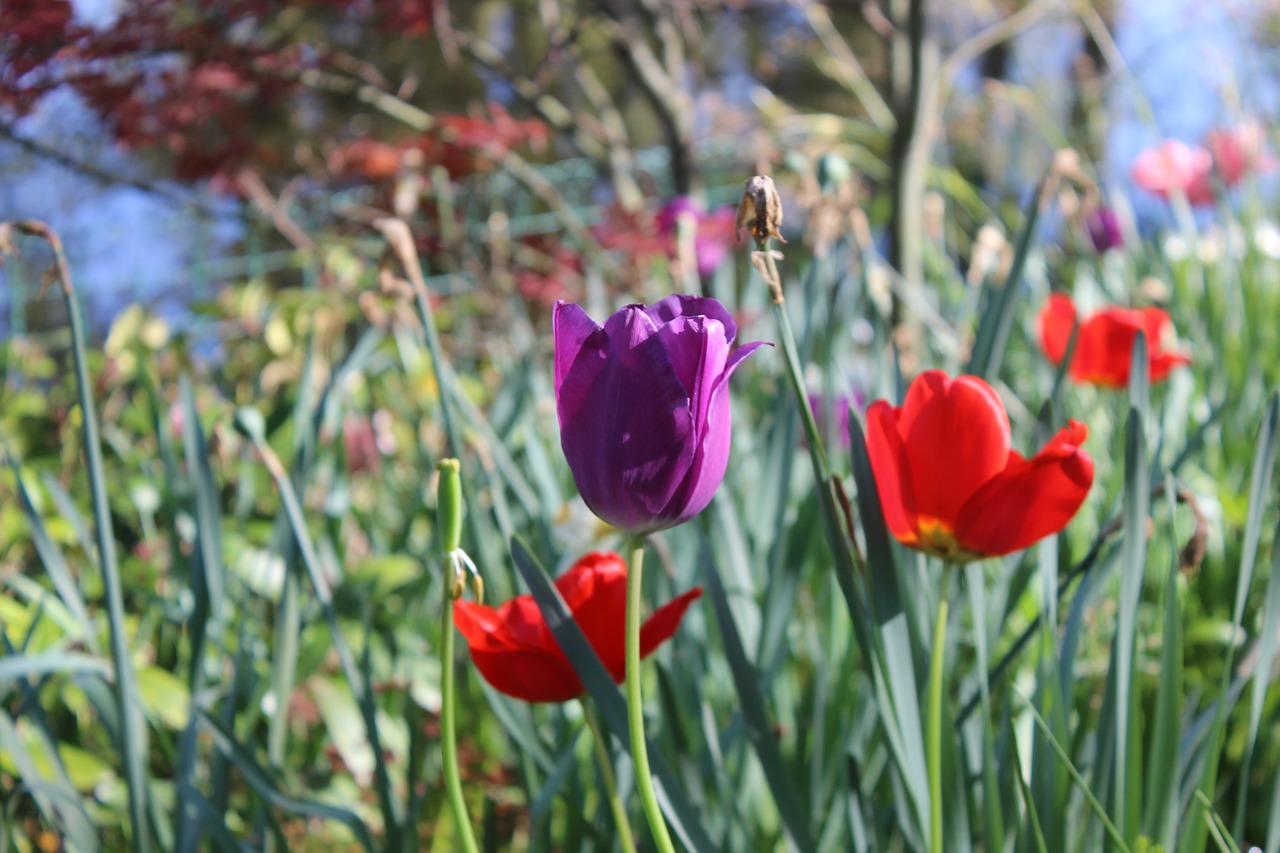 flowers flower spring free photo