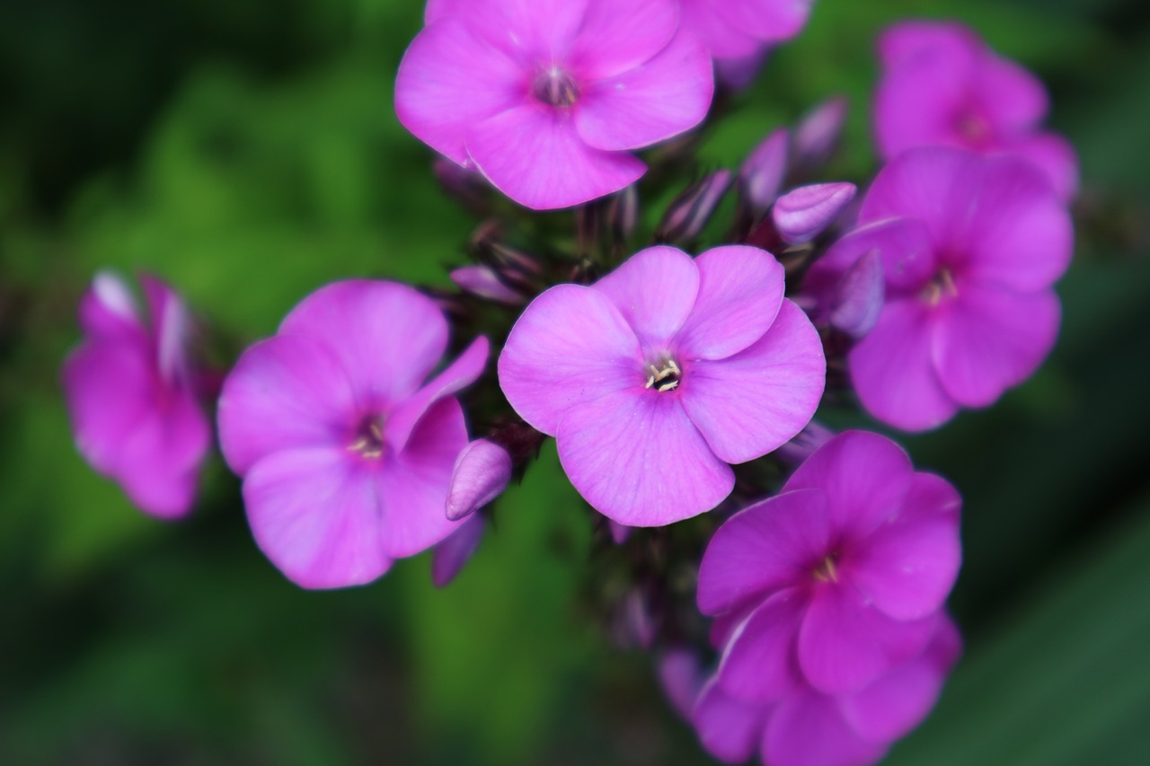 flowers blossom bloom free photo