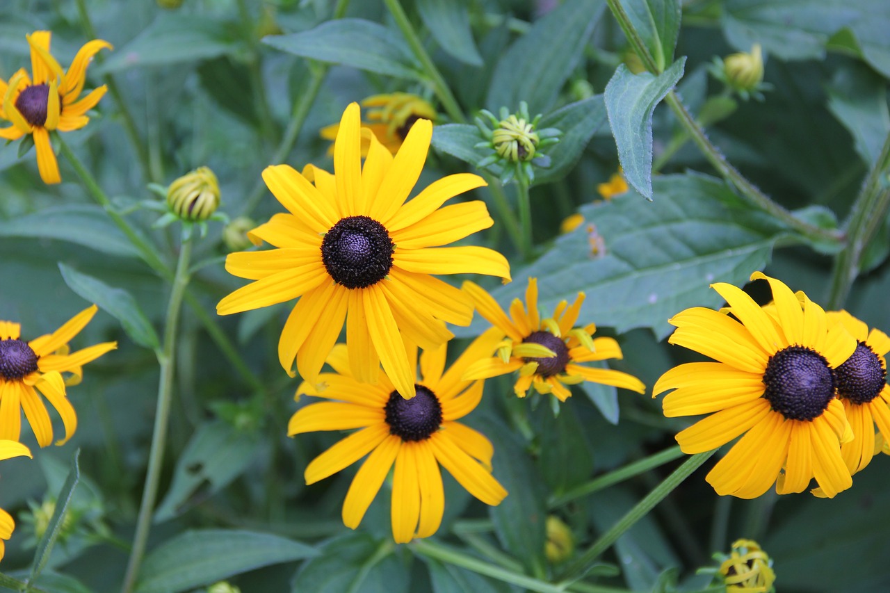 flowers yellow green free photo