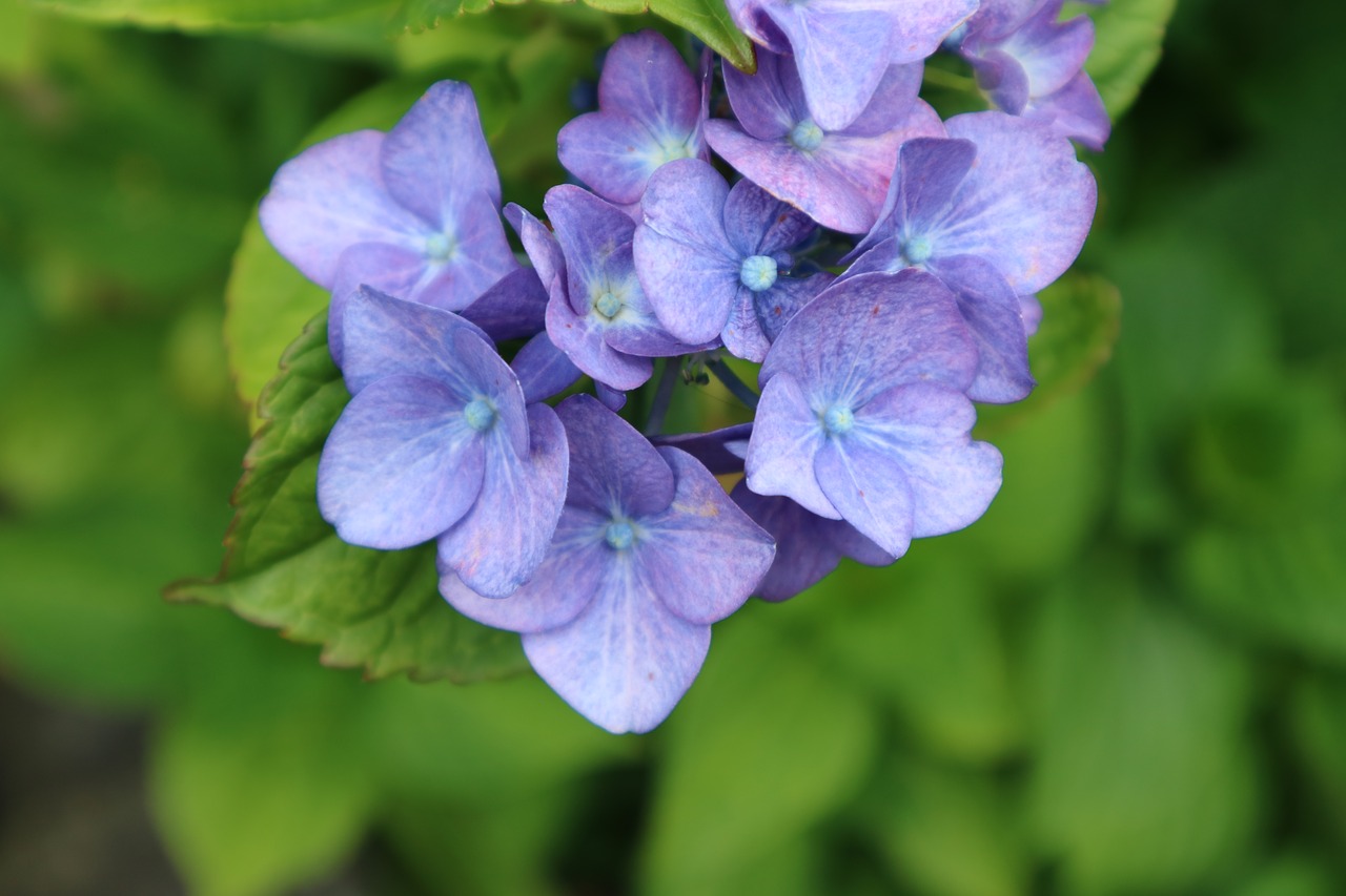 flowers purple blossom free photo