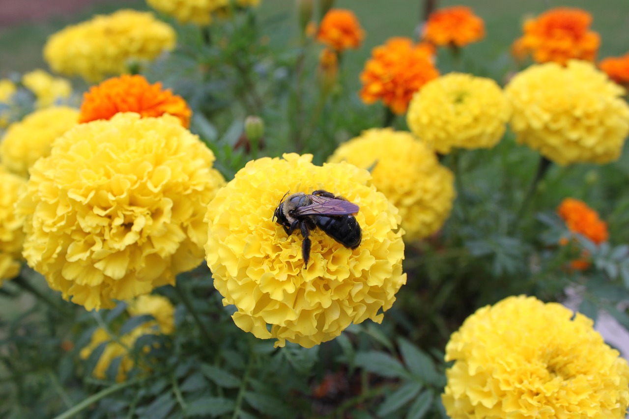 flowers sucking bee nature free photo