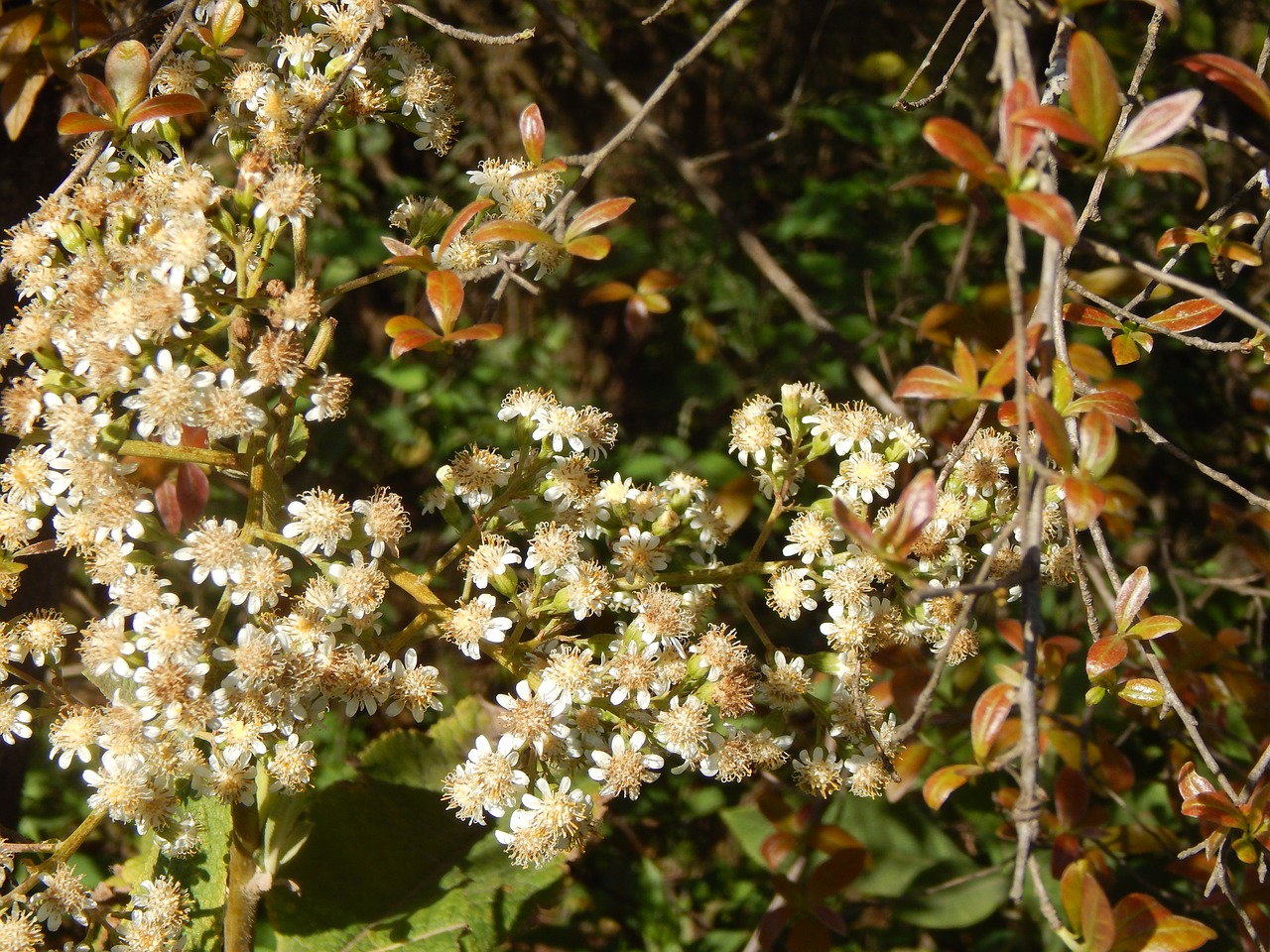 flowers small flowers white flowers free photo