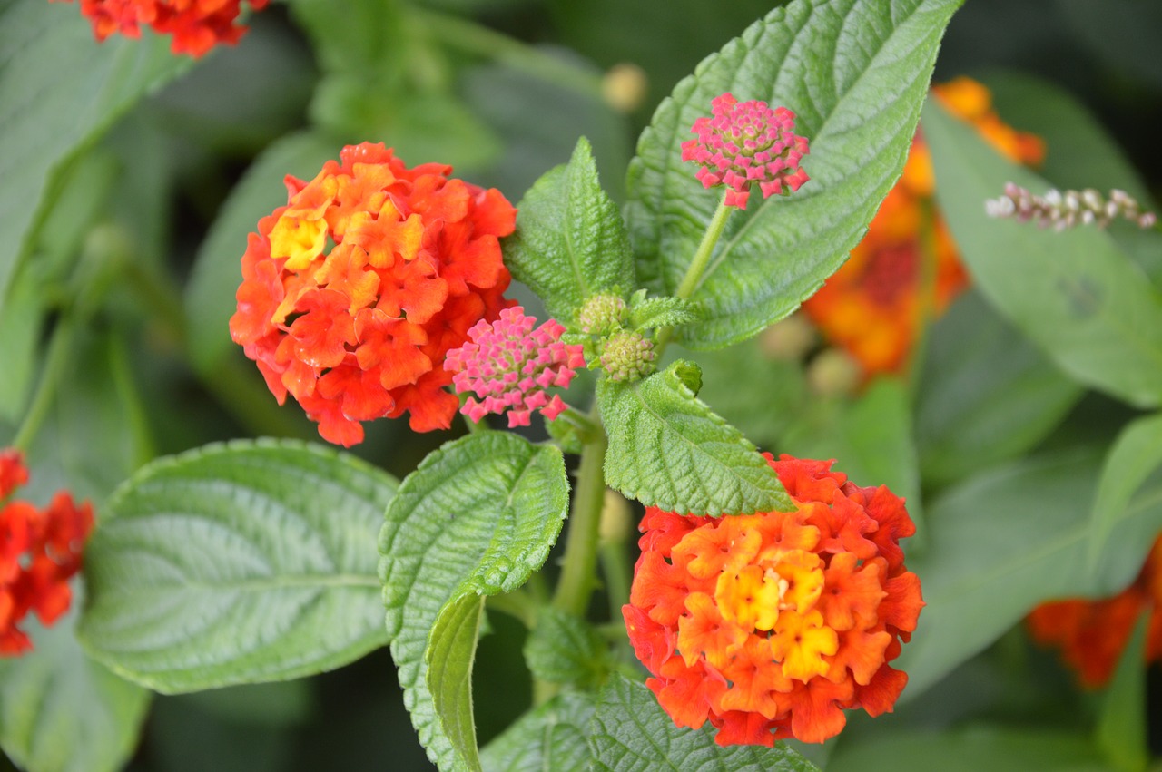 flowers orange floral free photo