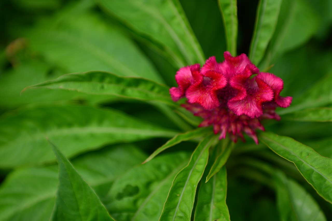 flowers botanical garden nature free photo