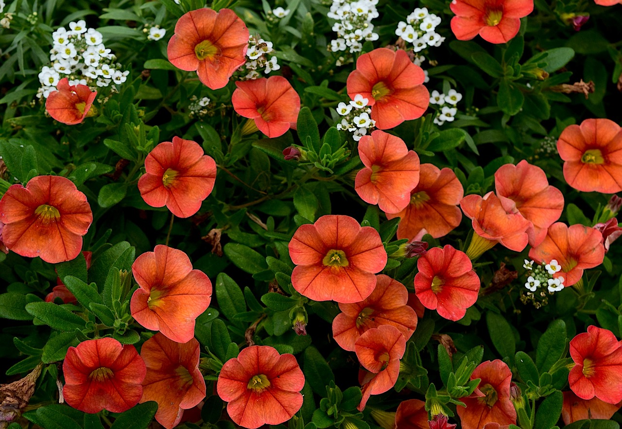 flowers orange white free photo