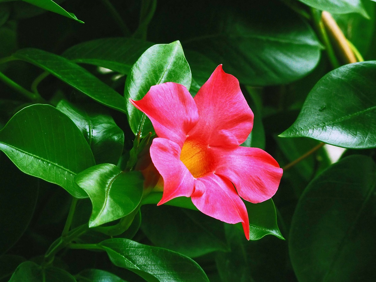 flowers mandevilla horticulture free photo