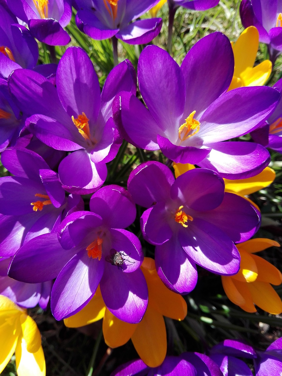 flowers garden vegetable garden free photo