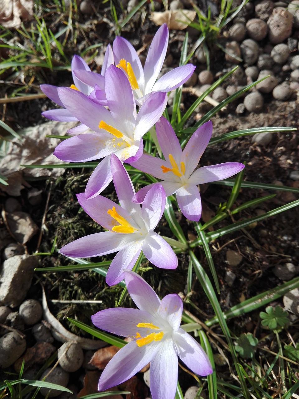 flowers garden vegetable garden free photo