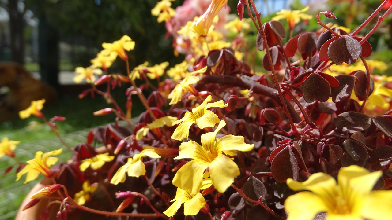 flowers yellow garden free photo