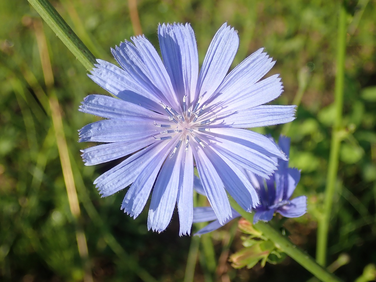 flowers garden nature free photo