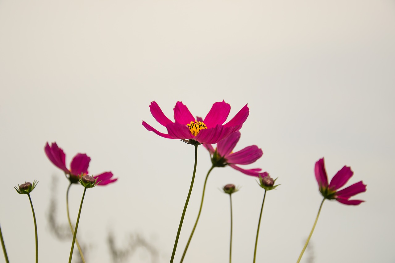 flowers cosmos plant free photo