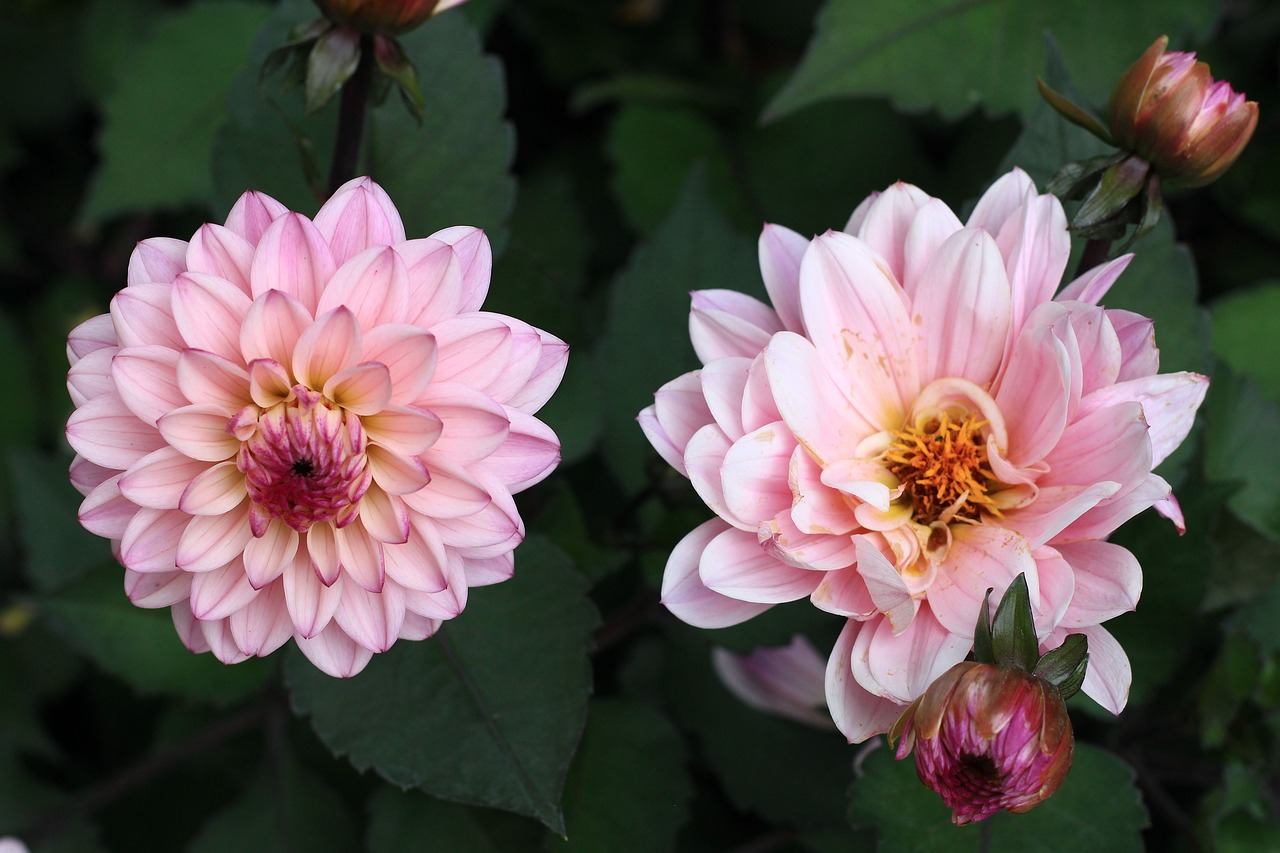 flowers pink summer free photo