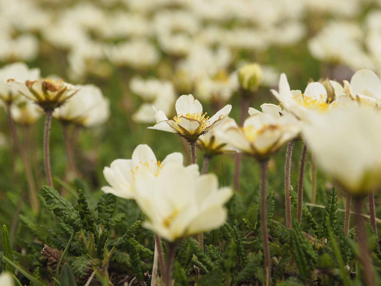 flowers macro plant free photo