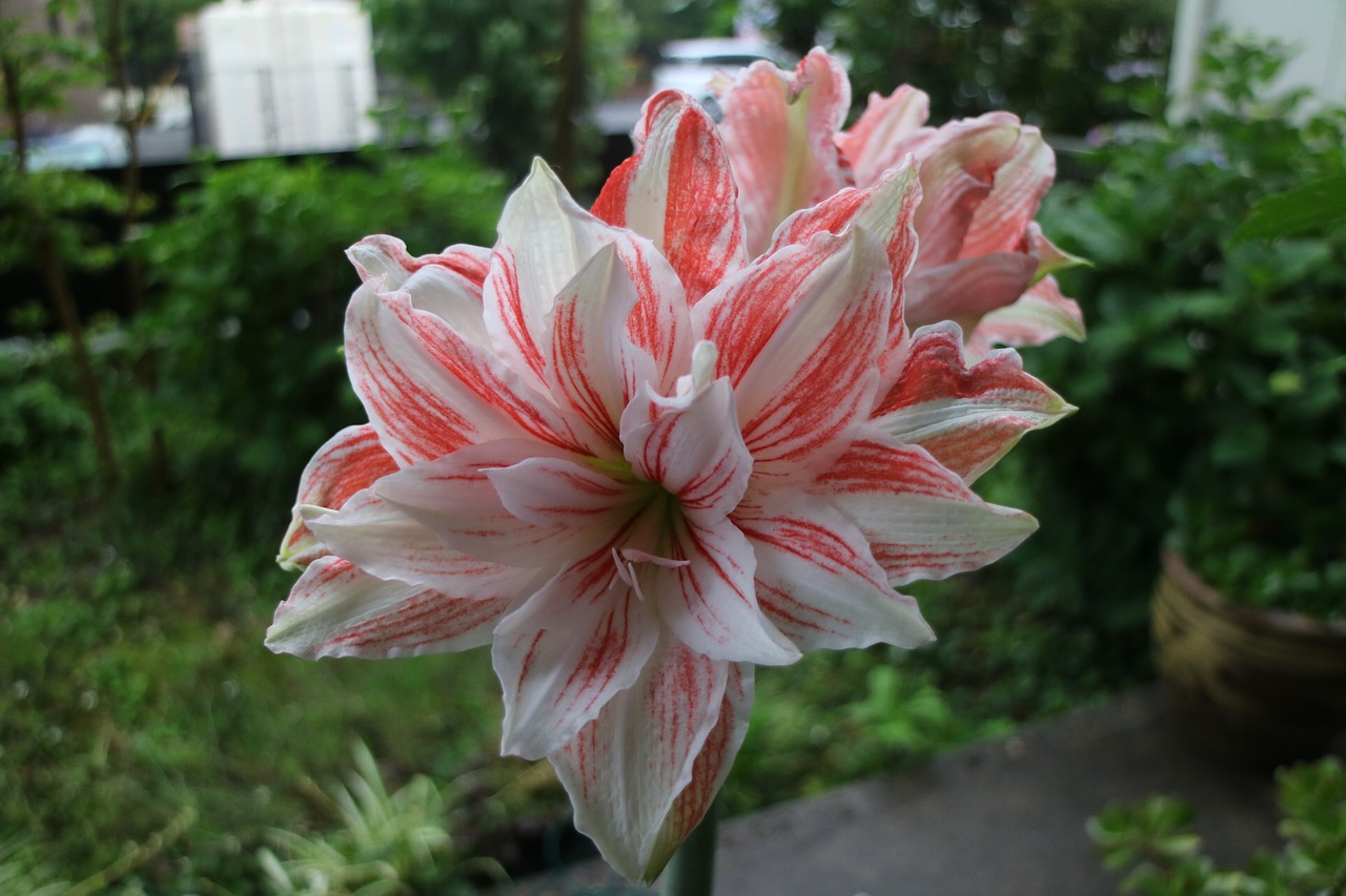 flowers red and white plant free photo