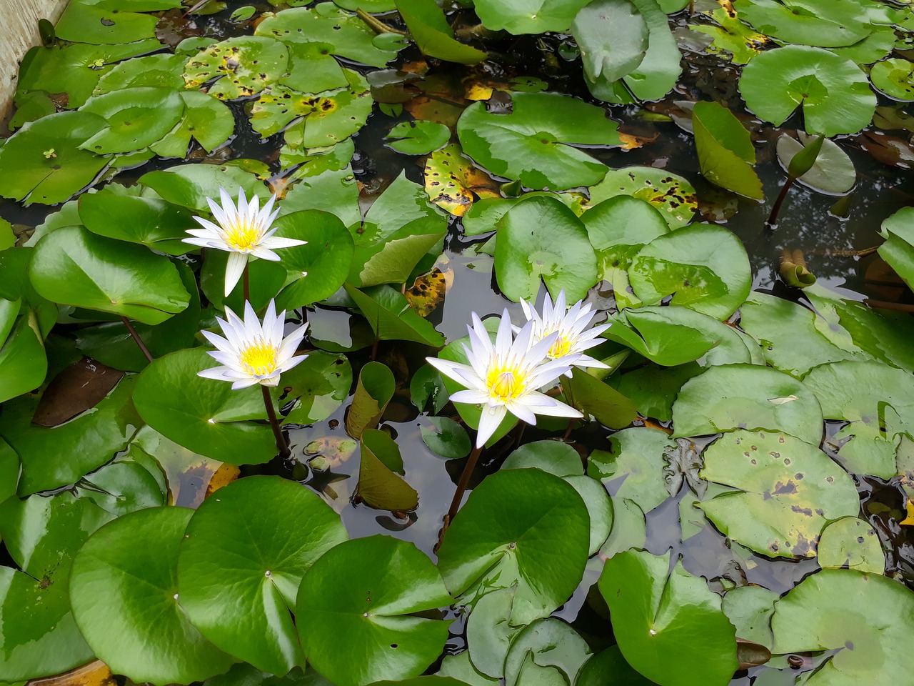 flowers lotus flowers looms free photo