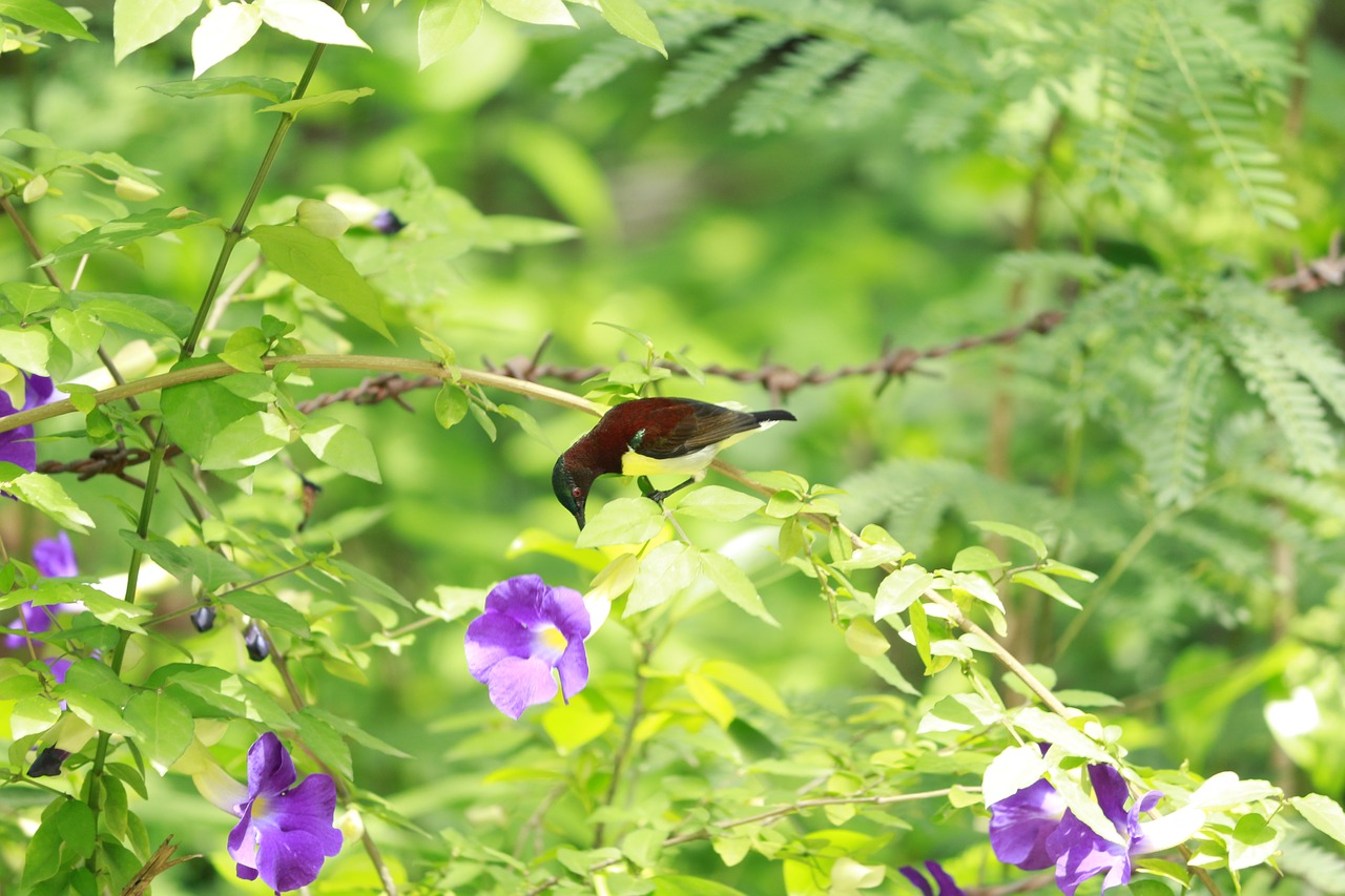 flowers tree plant free photo