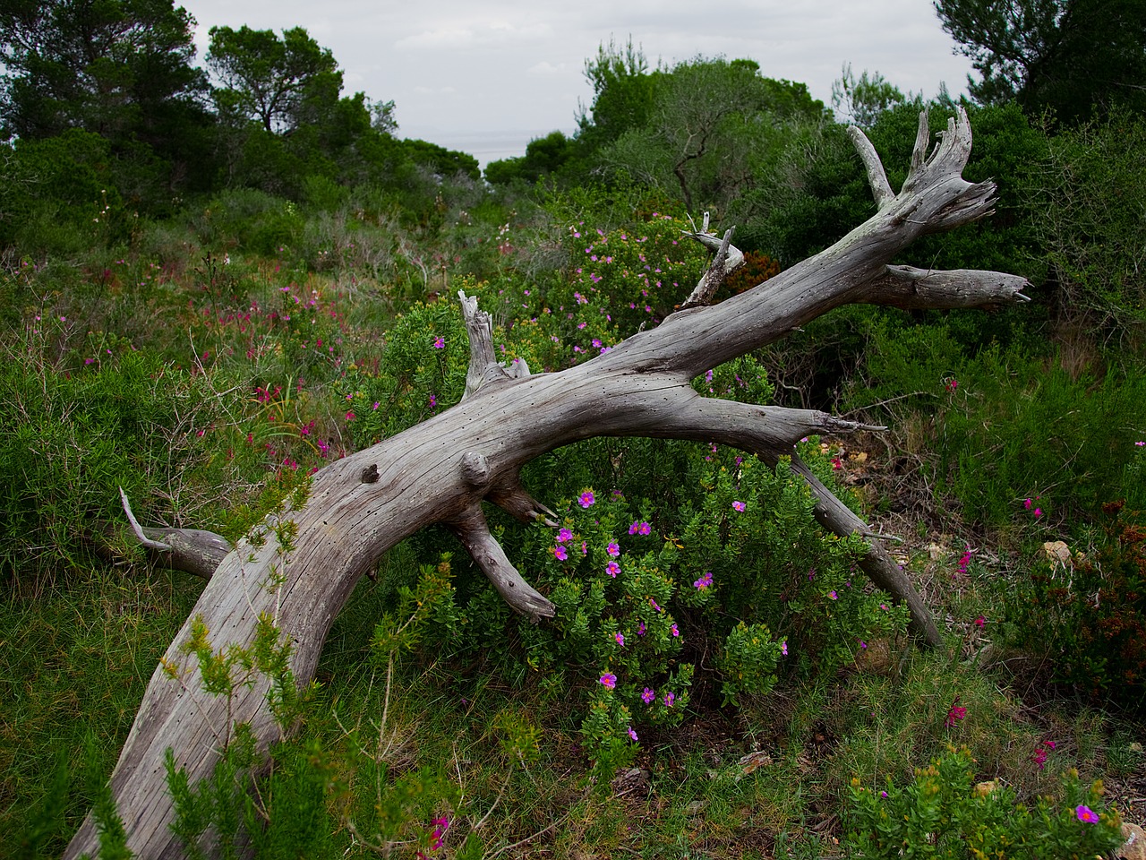 flowers log nature free photo