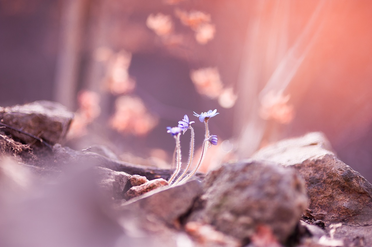 flowers plants nature free photo