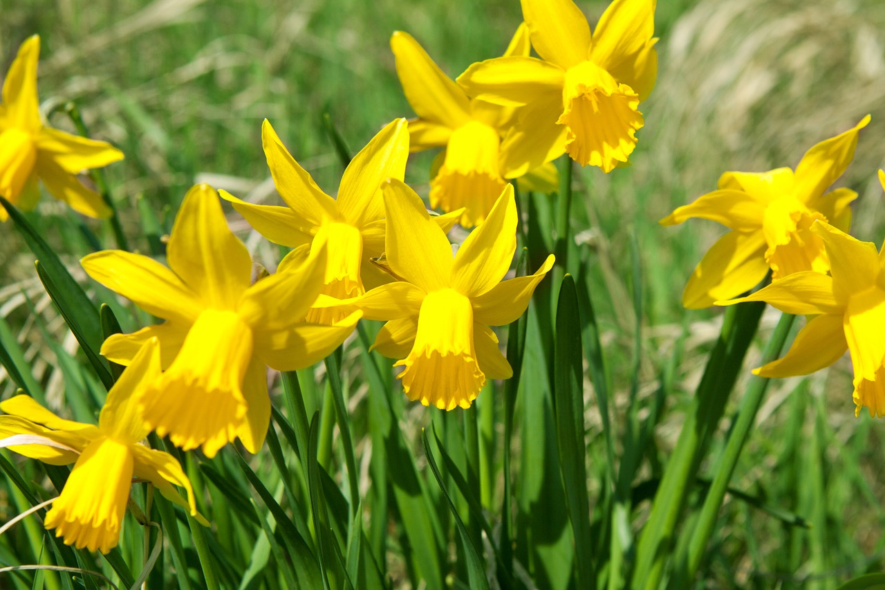 flowers yellow blossom free photo