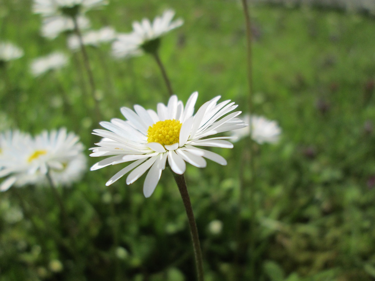 flowers white yellow free photo