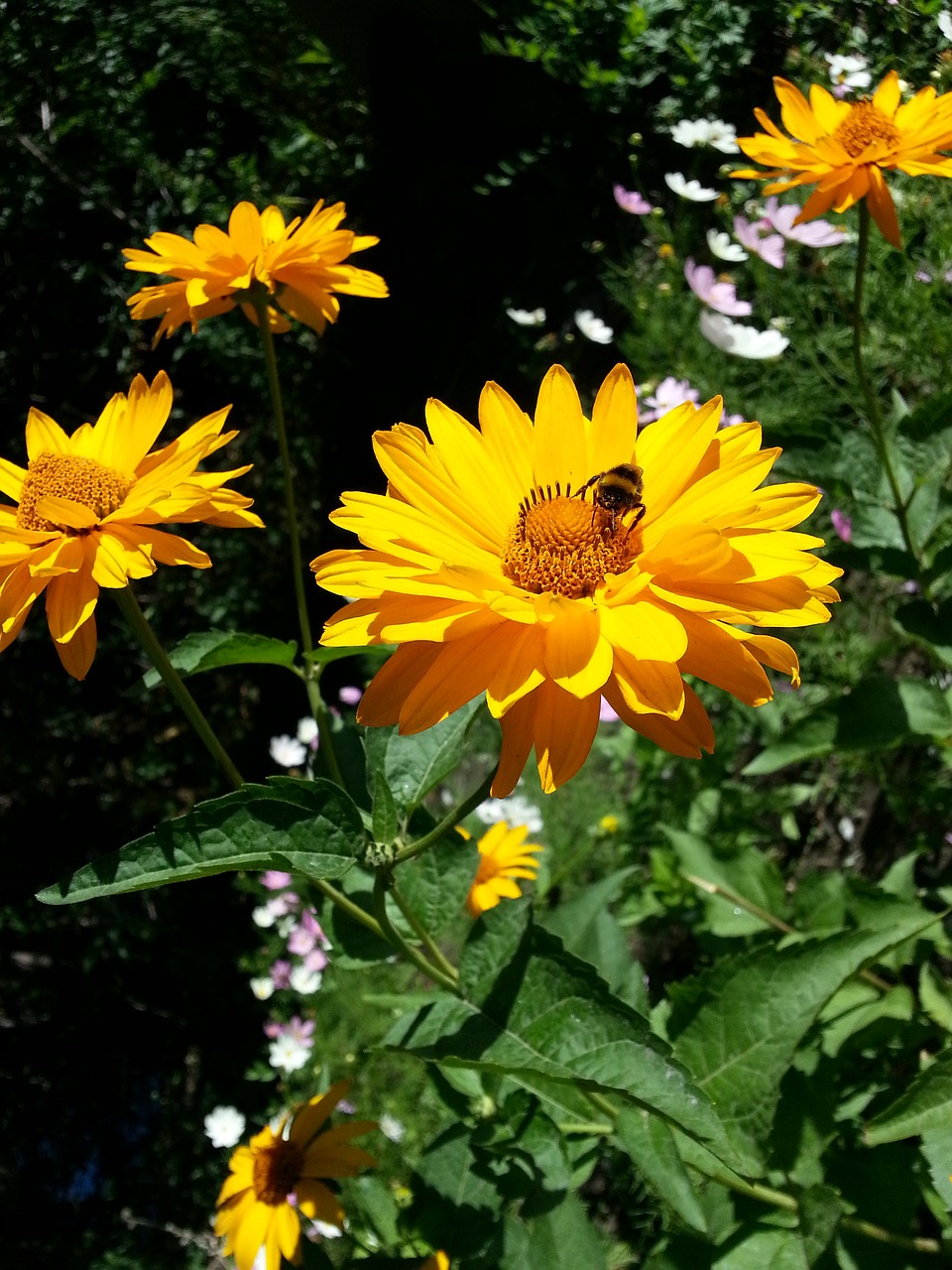 flowers bee sunny free photo