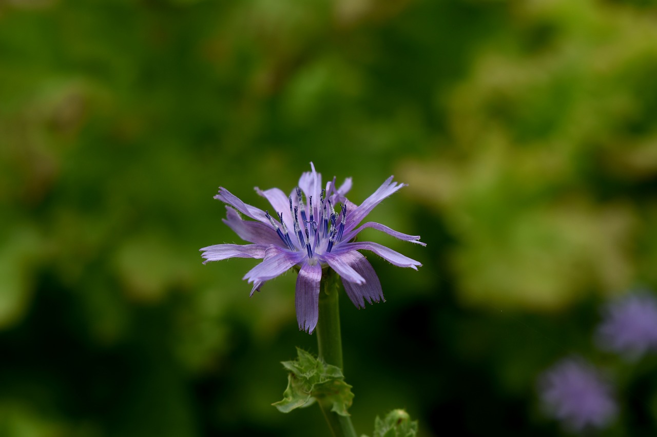 flowers see flowers nature free photo