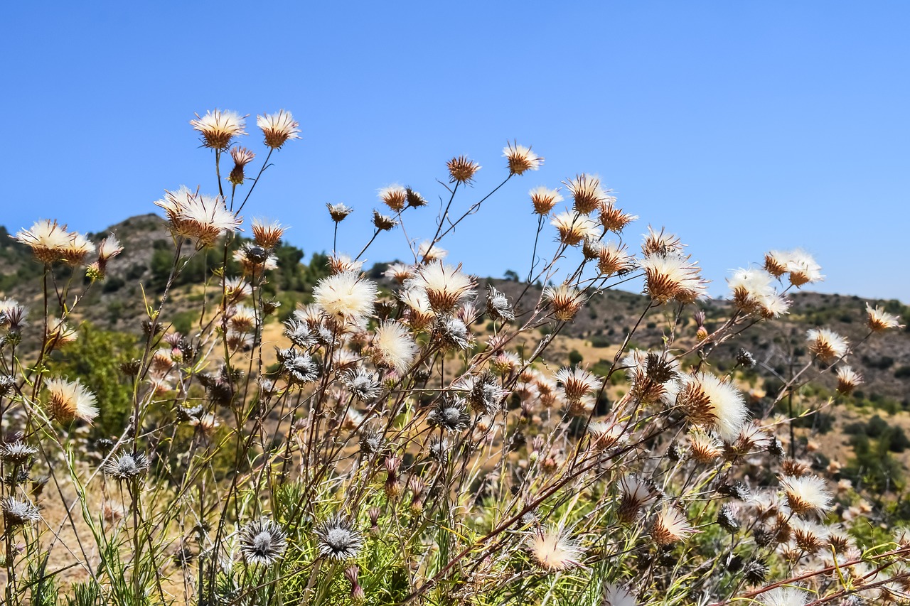 flowers dry summer free photo