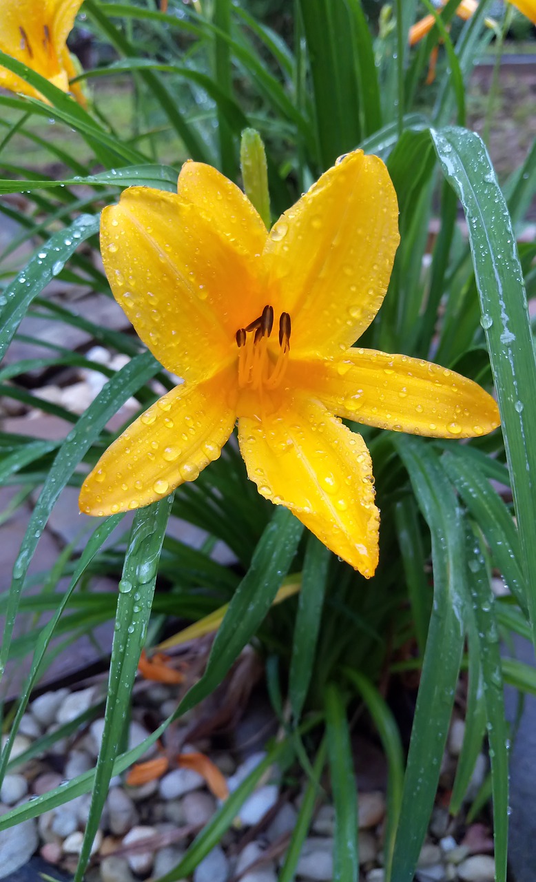 flowers springtime flowers yellow flowers free photo