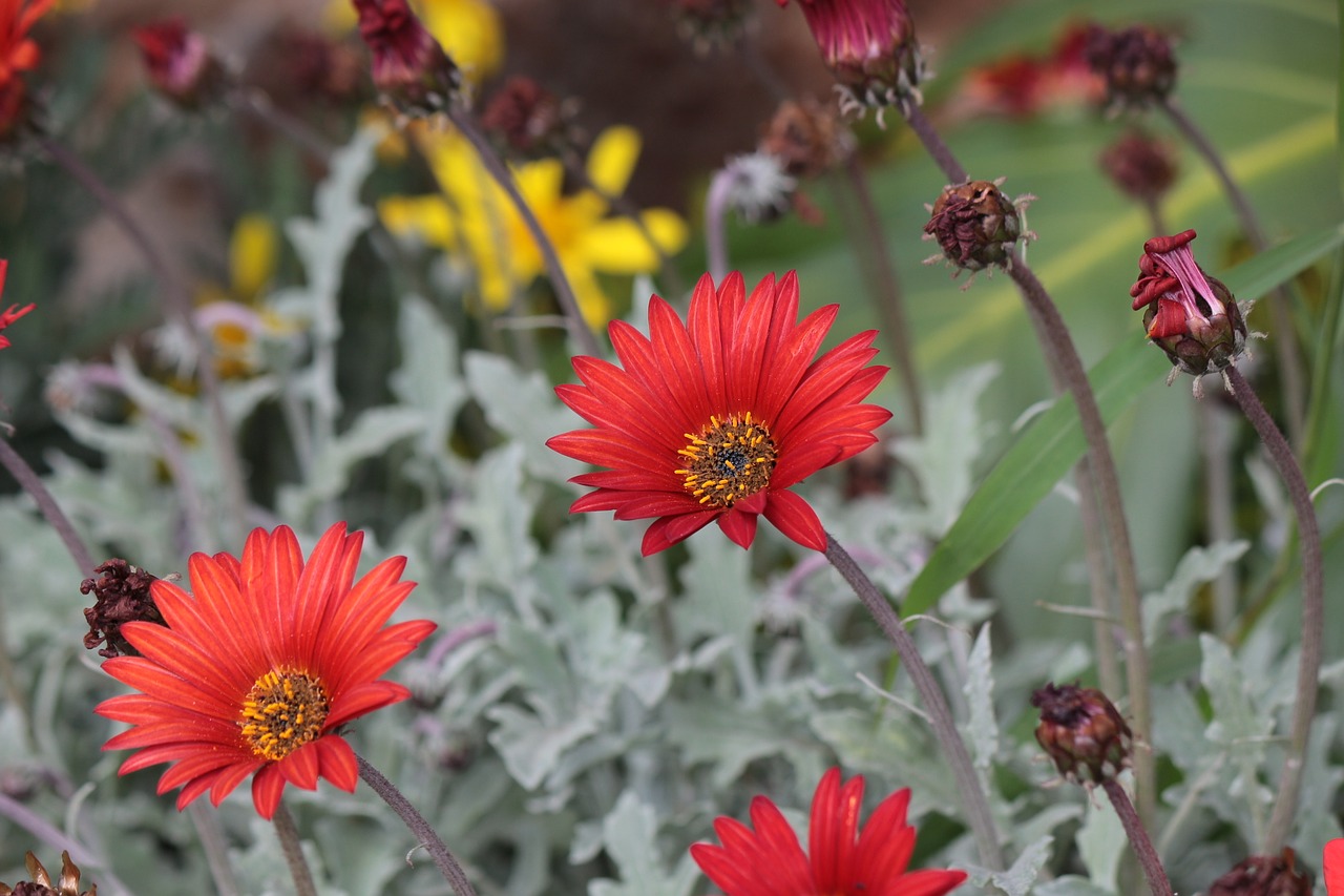 flowers nature plant free photo