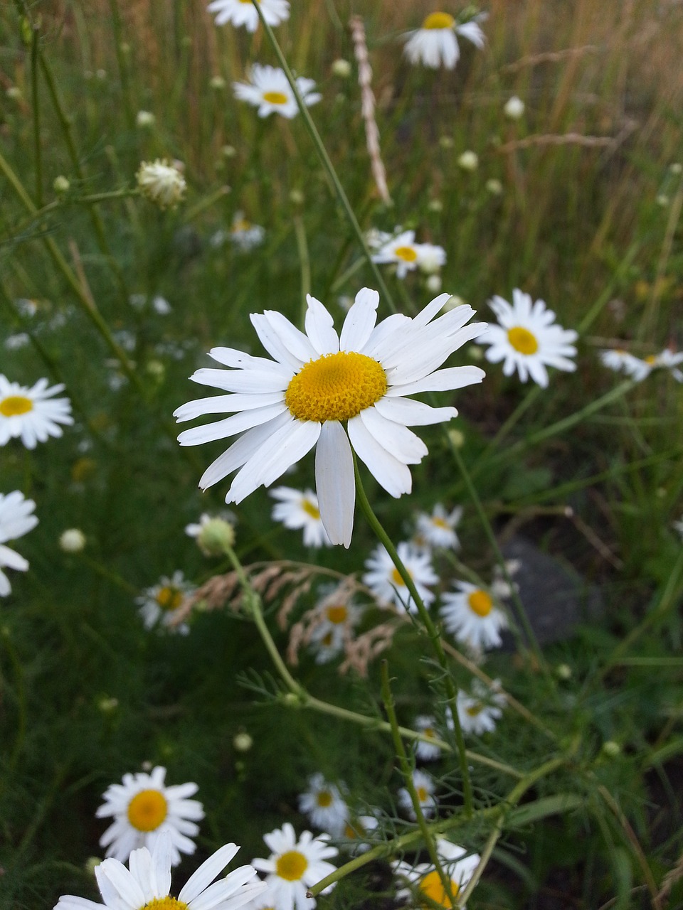 flowers chamomile white free photo