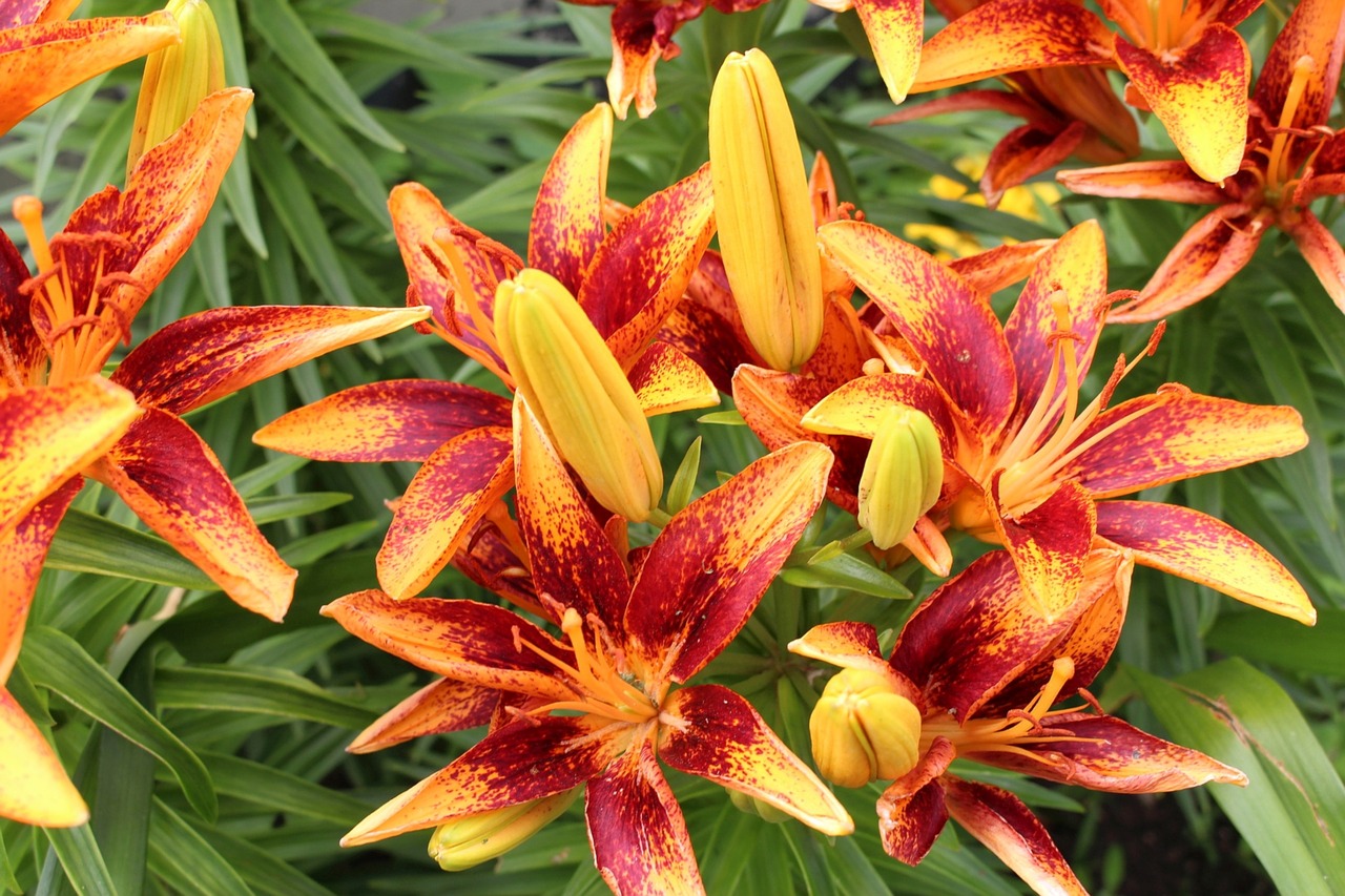 flowers day lilies flowering plants free photo