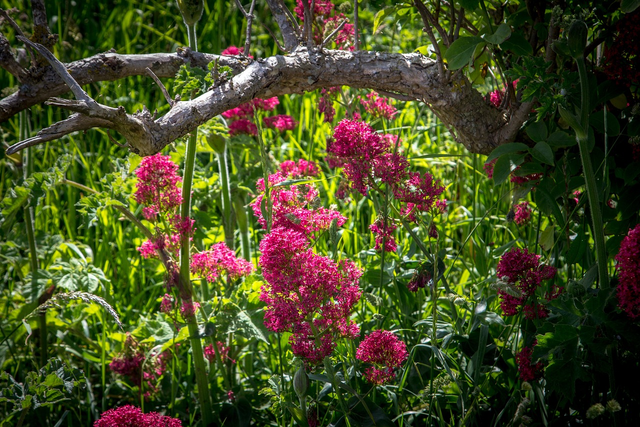 flowers pink wild free photo