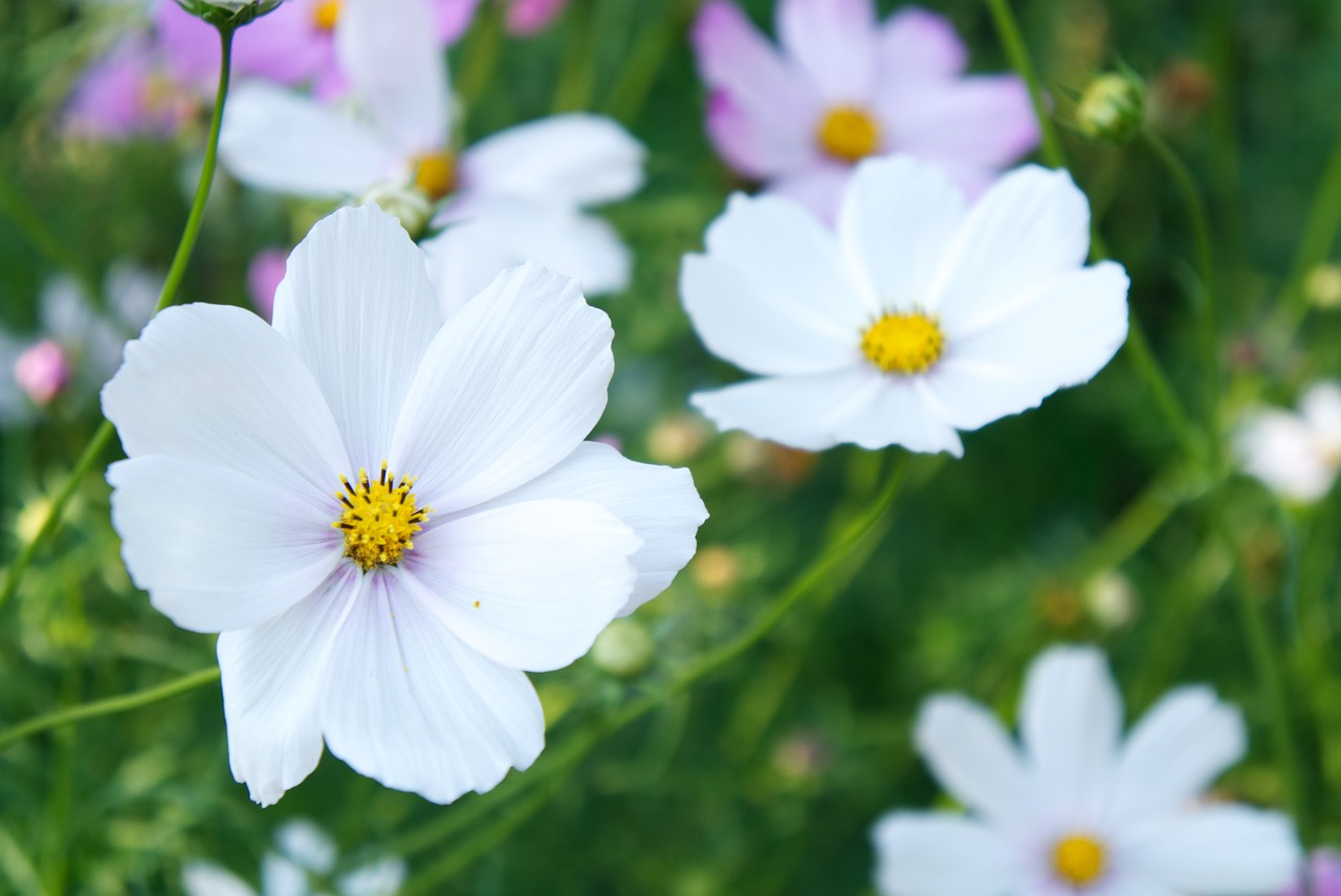 flowers white white flowers free photo