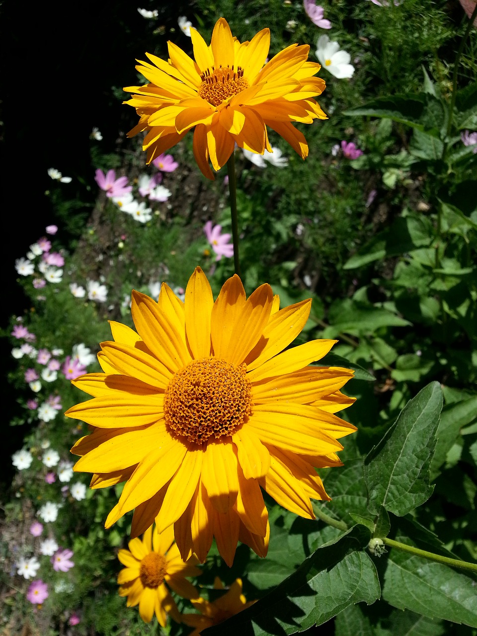 flowers yellow petals free photo